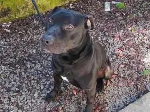 Cachorro raça Pit-Bull idade 2 anos nome Negro