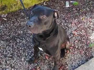 Cachorro raça Pit-Bull idade 2 anos nome Negro