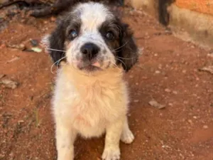 Cachorro raça SRD-ViraLata idade Abaixo de 2 meses nome Princesa 