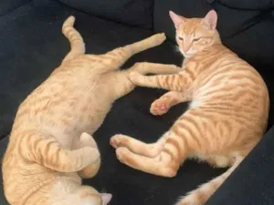 Gato raça SRD-ViraLata idade 1 ano nome Curumi