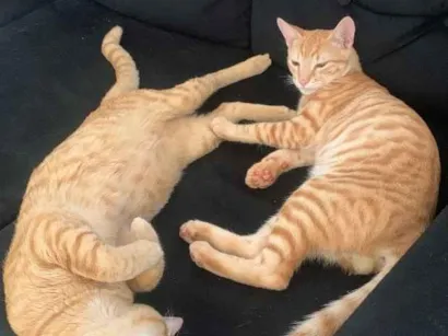Gato raça SRD-ViraLata idade 1 ano nome Curumi
