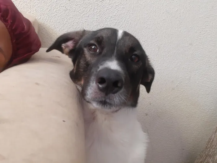 Cachorro raça SRD-ViraLata idade 2 anos nome Bob marley 