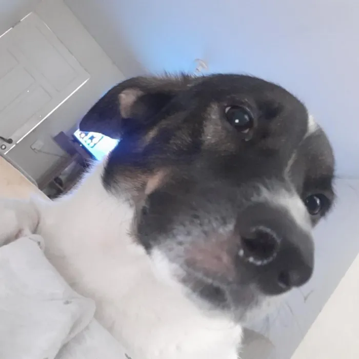 Cachorro raça SRD-ViraLata idade 2 anos nome Bob marley 