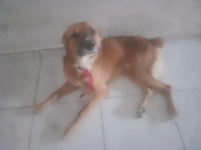 Cachorro raça SRD-ViraLata idade 1 ano nome Bob