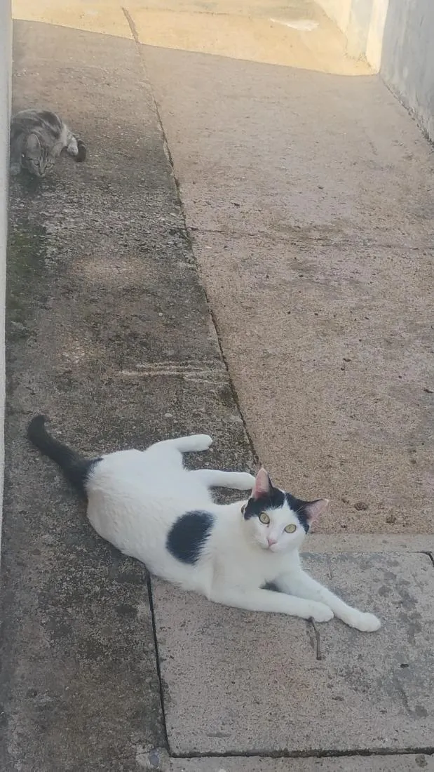 Gato raça SRD-ViraLata idade 4 anos nome Ganesha coleira amarela 
