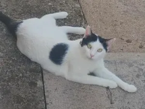 Gato raça SRD-ViraLata idade 4 anos nome Ganesha coleira amarela 