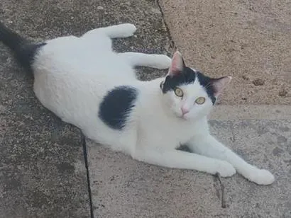 Gato raça SRD-ViraLata idade 4 anos nome Ganesha coleira amarela 