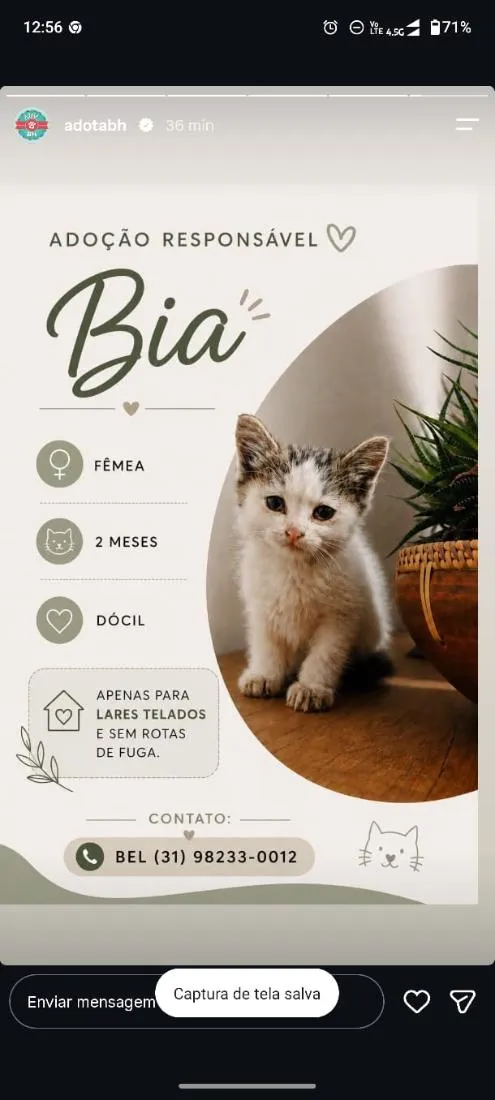 Gato raça SRD-ViraLata idade 2 a 6 meses nome Bia