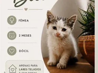 Gato raça SRD-ViraLata idade 2 a 6 meses nome Bia