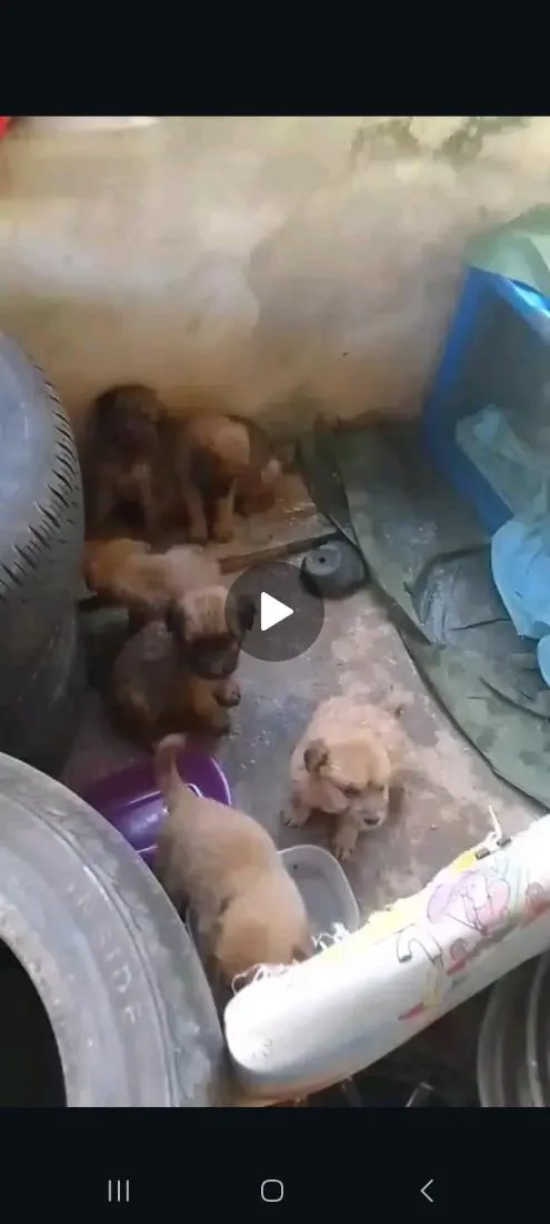 Cachorro raça SRD-ViraLata idade Abaixo de 2 meses nome Sem nome