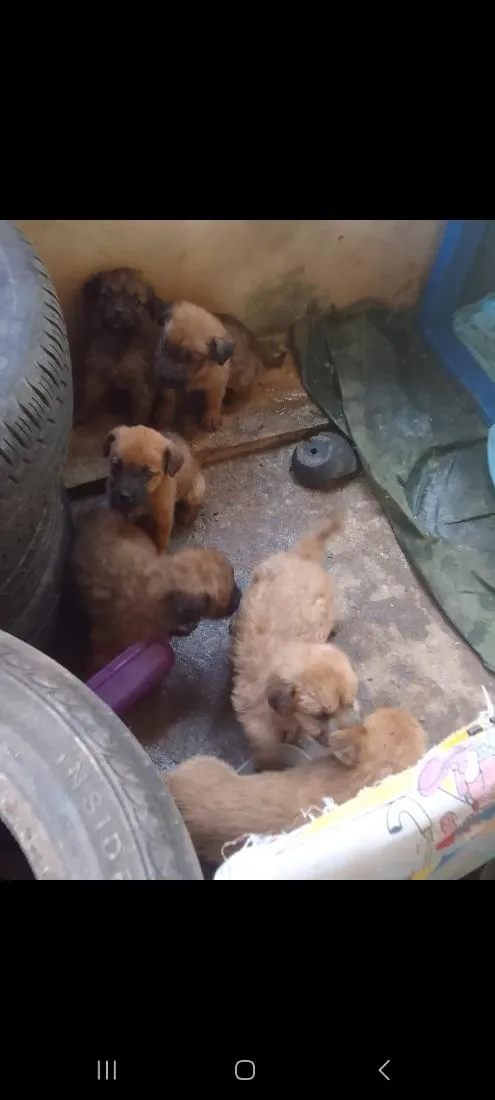 Cachorro raça SRD-ViraLata idade Abaixo de 2 meses nome Sem nome