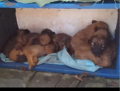 Cachorro raça SRD-ViraLata idade Abaixo de 2 meses nome Sem nome