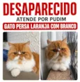 Pudim