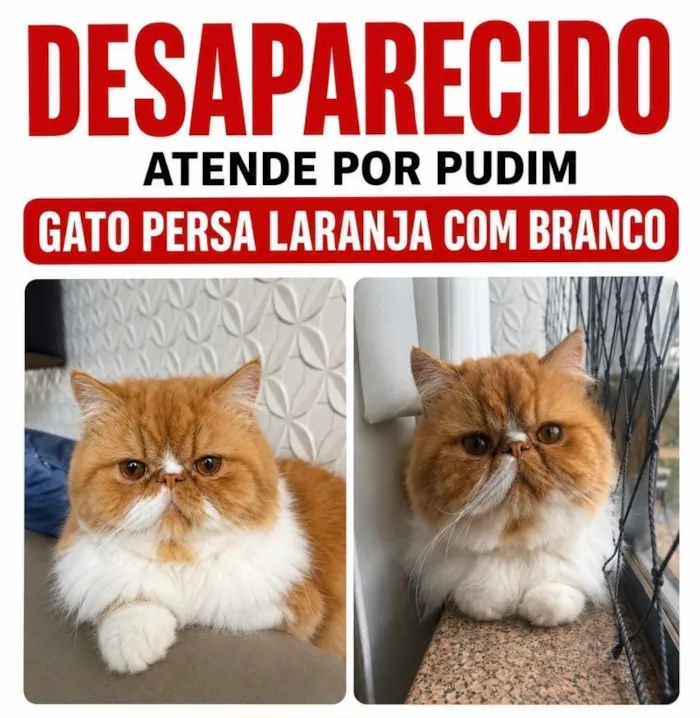 Gato raça Persa idade 2 anos nome Pudim
