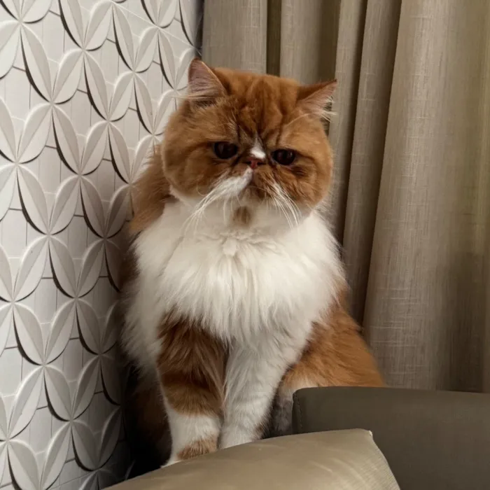 Gato raça Persa idade 2 anos nome Pudim