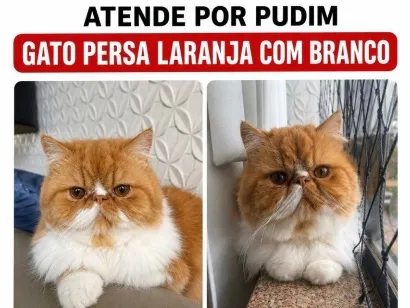 Gato raça Persa idade 2 anos nome Pudim