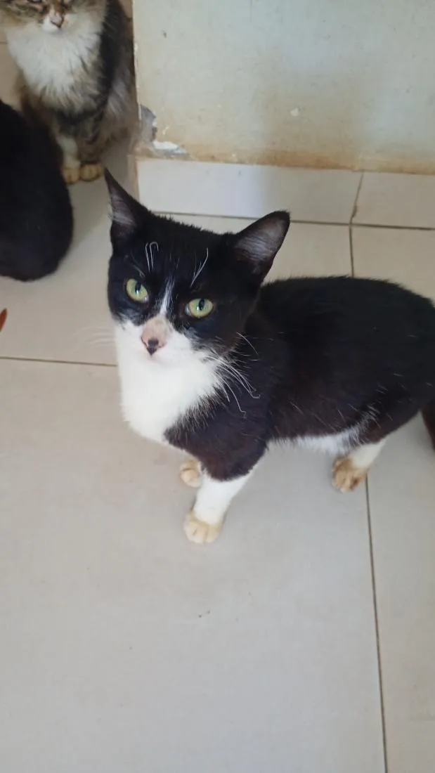 Gato raça SRD-ViraLata idade 2 a 6 meses nome Max