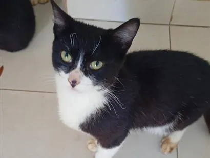 Gato raça SRD-ViraLata idade 2 a 6 meses nome Max