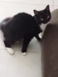 Bruno
