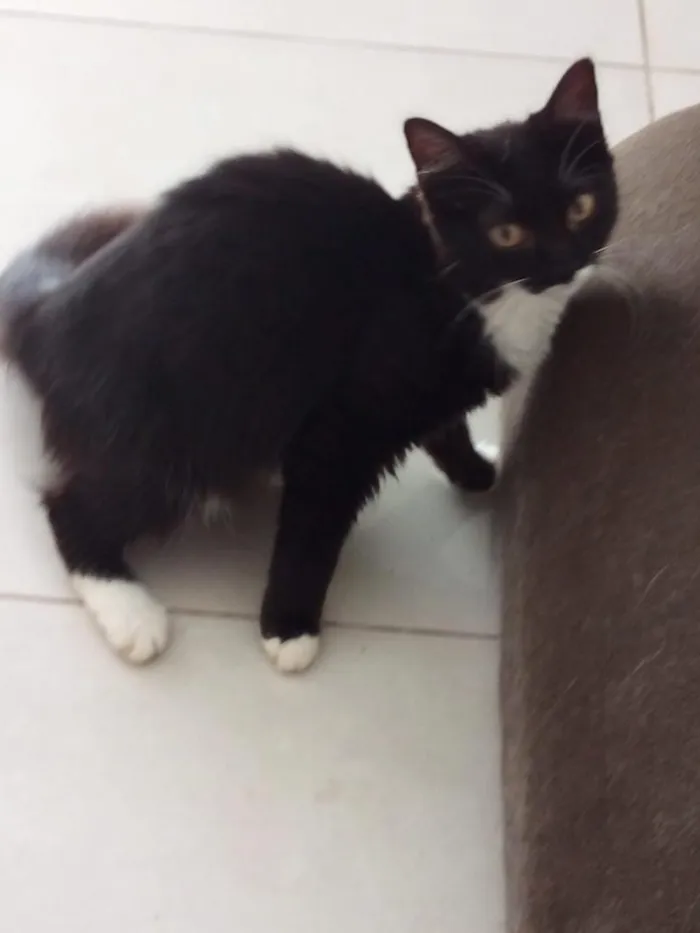 Gato raça SRD-ViraLata idade 1 ano nome Bruno