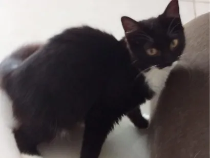 Gato raça SRD-ViraLata idade 1 ano nome Bruno