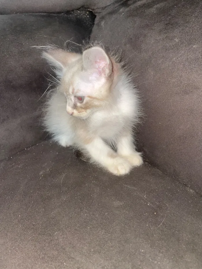 Gato raça Siamês idade 2 a 6 meses nome Não tem nome