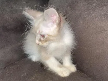 Gato raça Siamês idade 2 a 6 meses nome Não tem ainda