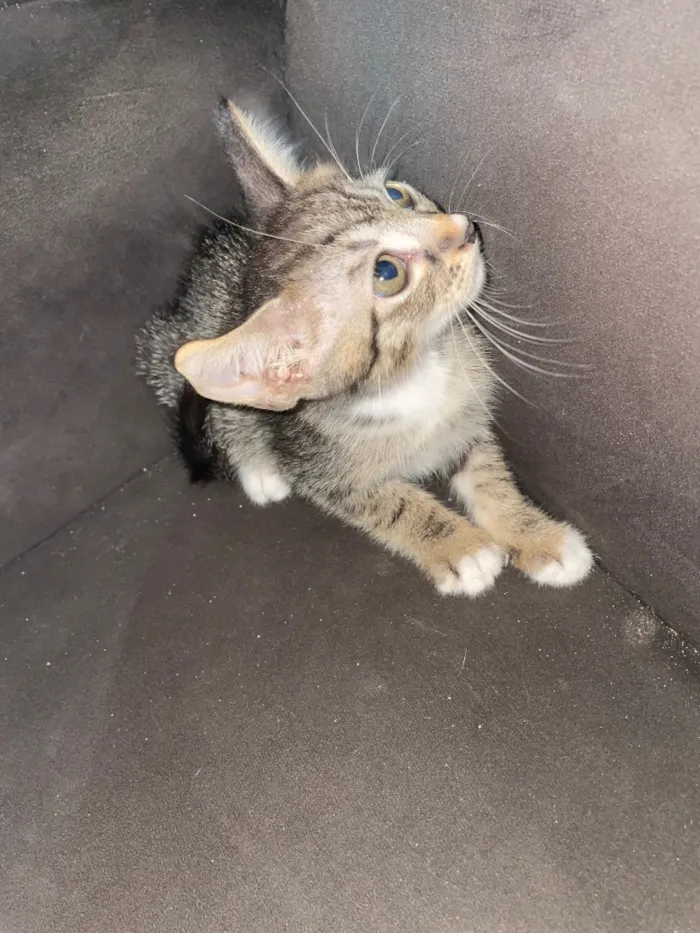 Gato raça Siamês idade 2 a 6 meses nome Não tem nome 