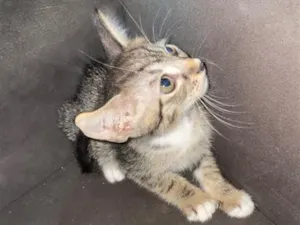 Gato raça Siamês idade 2 a 6 meses nome Não tem nome 
