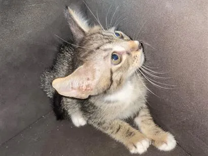 Gato raça Siamês idade 2 a 6 meses nome Não tem nome 