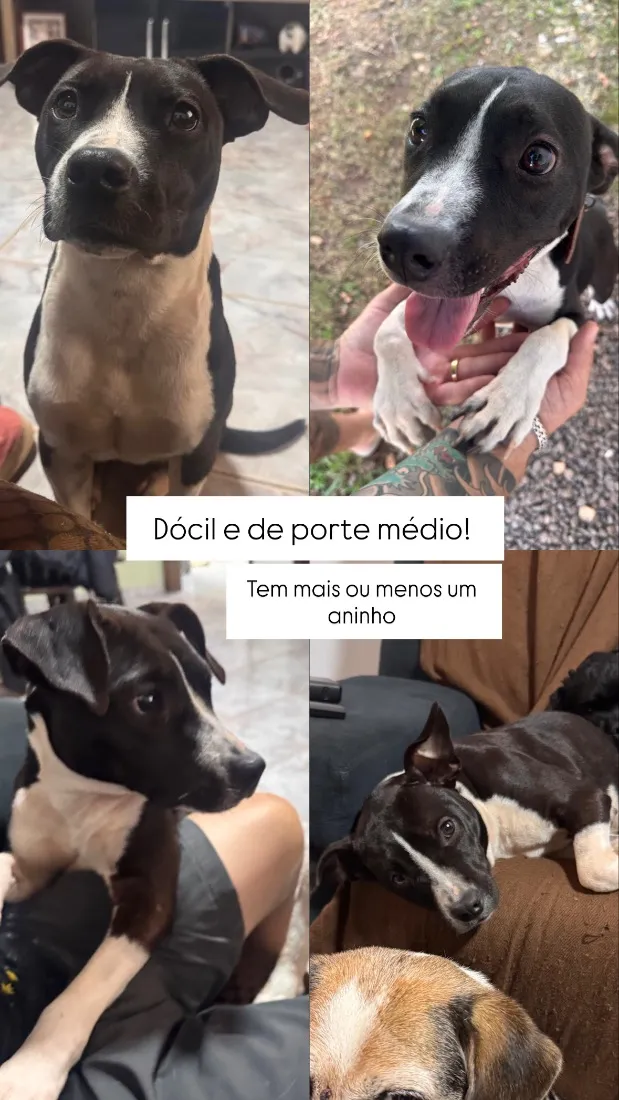 Cachorro raça SRD-ViraLata idade 1 ano nome Serena