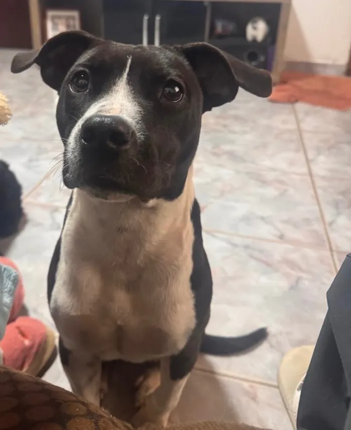 Cachorro raça SRD-ViraLata idade 1 ano nome Serena