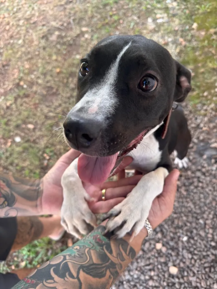 Cachorro raça SRD-ViraLata idade 1 ano nome Serena