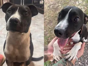 Cachorro raça SRD-ViraLata idade 1 ano nome Serena