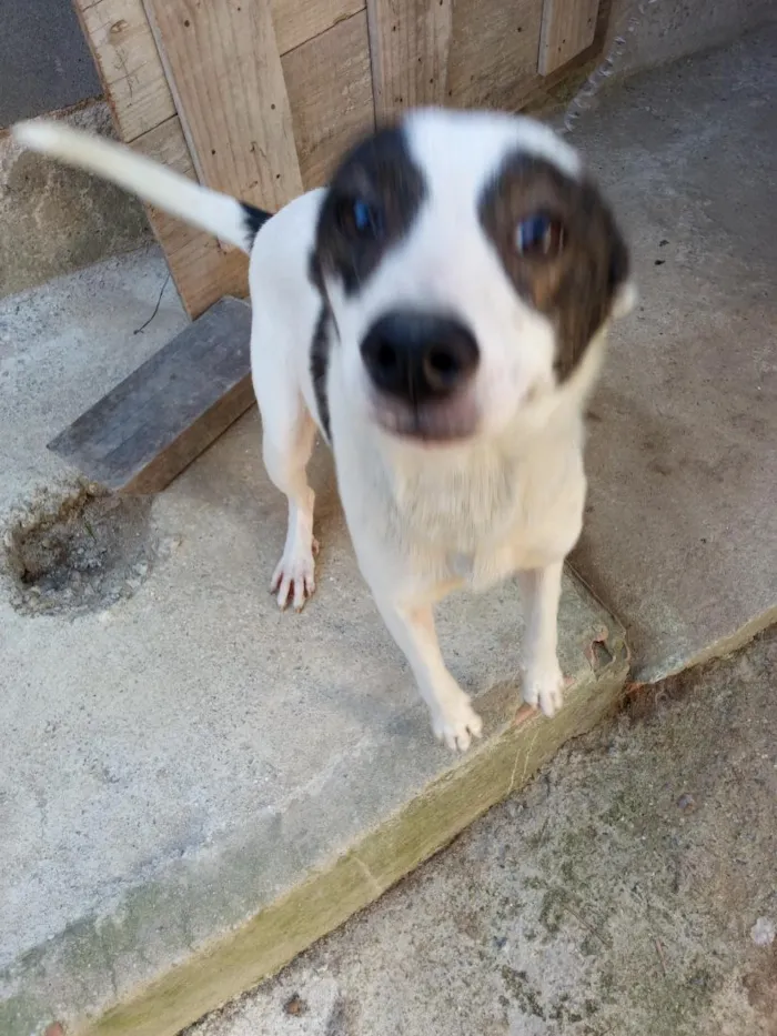 Cachorro raça SRD-ViraLata idade 7 a 11 meses nome trequinho