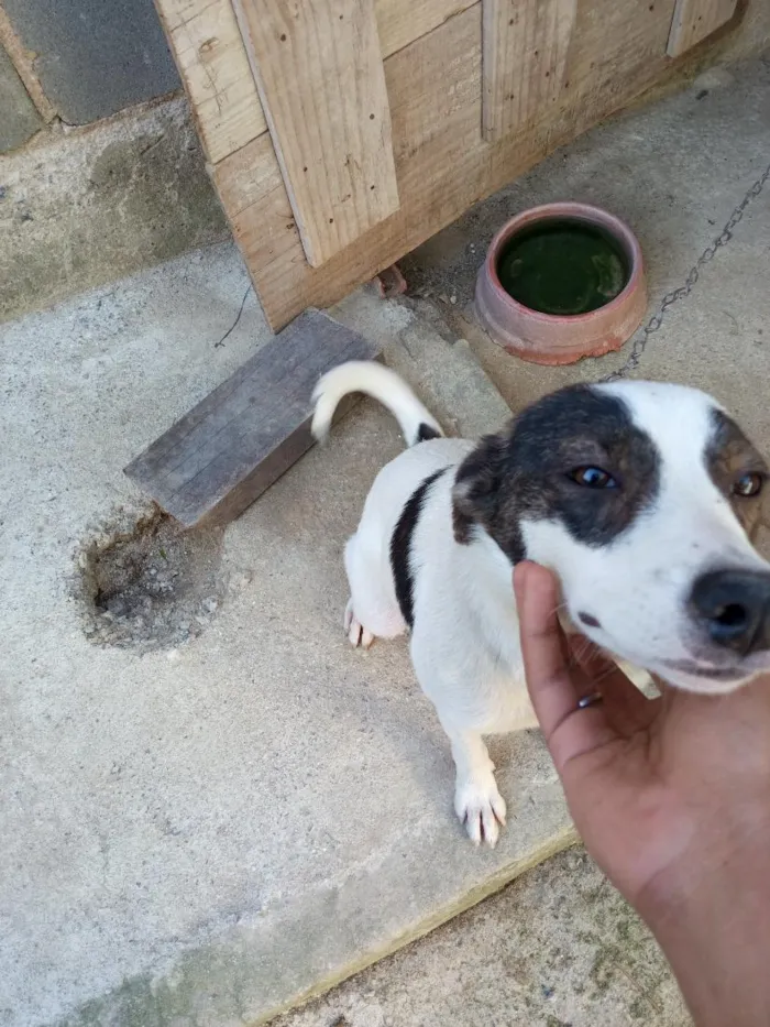 Cachorro raça SRD-ViraLata idade 7 a 11 meses nome trequinho