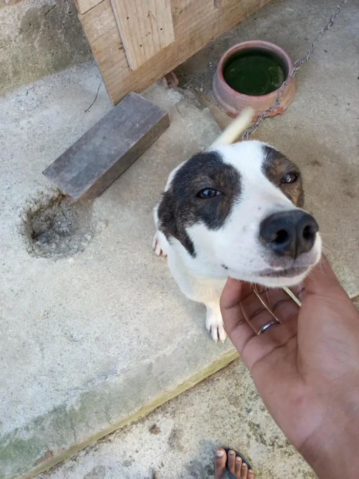 Cachorro raça SRD-ViraLata idade 7 a 11 meses nome trequinho