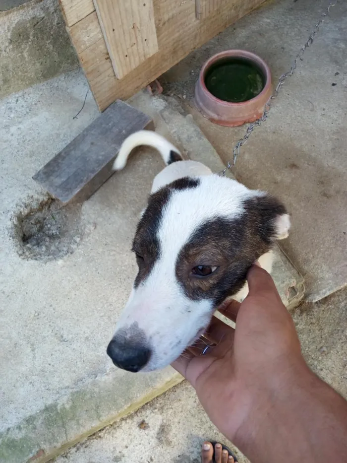 Cachorro raça SRD-ViraLata idade 7 a 11 meses nome trequinho