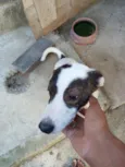 trequinho