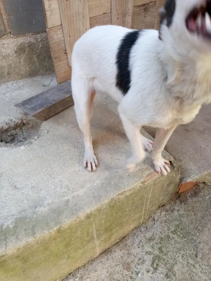 Cachorro raça SRD-ViraLata idade 7 a 11 meses nome trequinho