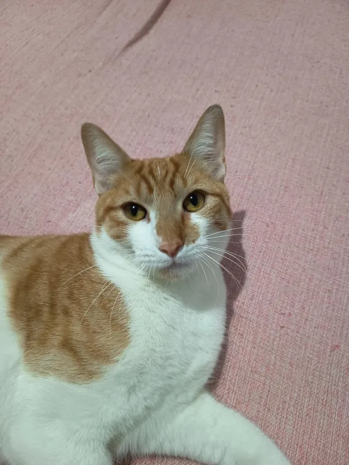 Gato raça SRD-ViraLata idade 7 a 11 meses nome Francisco
