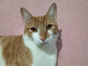 Gato raça SRD-ViraLata idade 7 a 11 meses nome Francisco