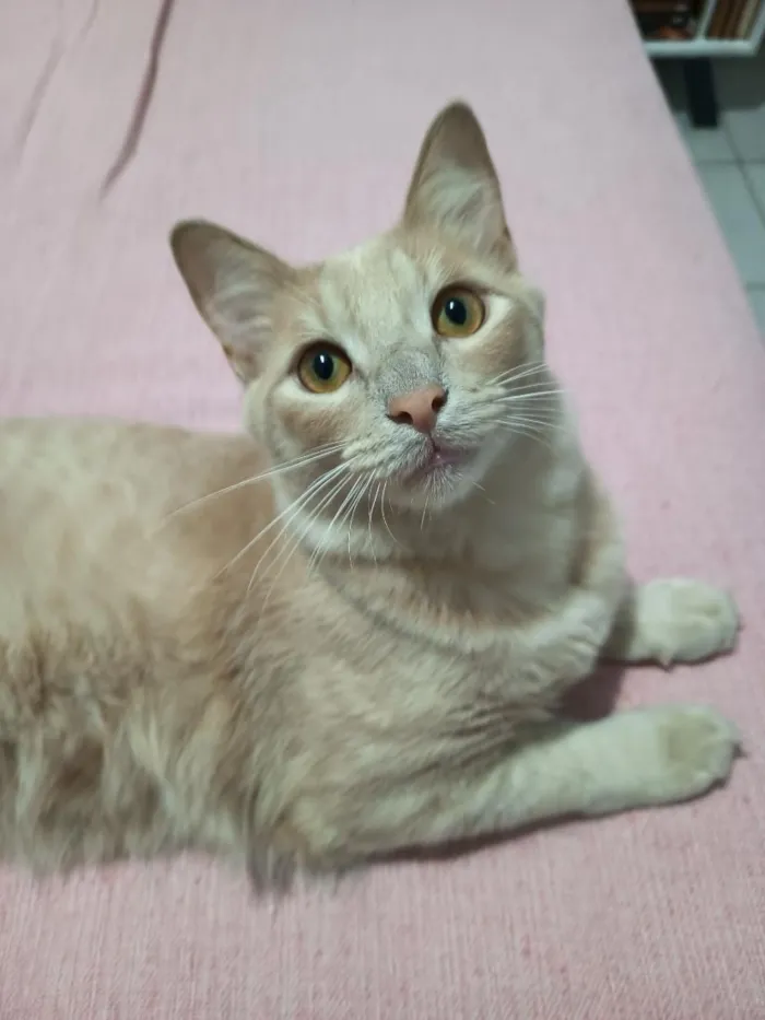 Gato raça SRD-ViraLata idade 7 a 11 meses nome Joaquim