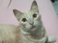 Joaquim