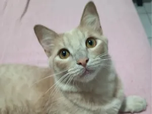 Gato raça SRD-ViraLata idade 7 a 11 meses nome Joaquim