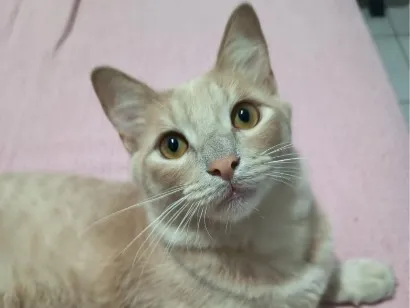 Gato raça SRD-ViraLata idade 7 a 11 meses nome Joaquim