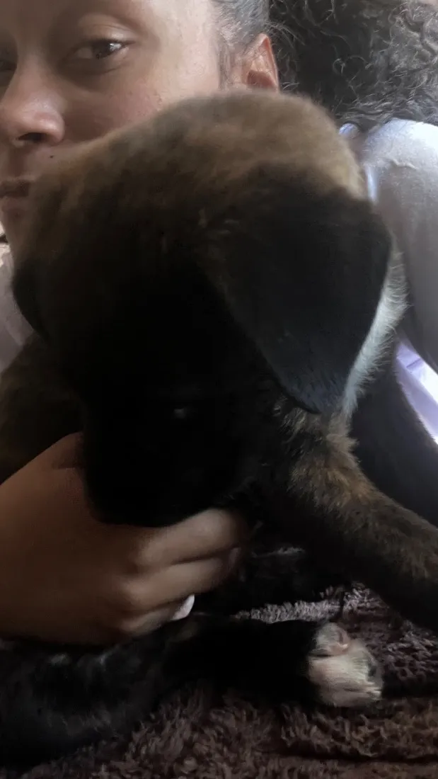 Cachorro raça SRD-ViraLata idade 2 a 6 meses nome Amora