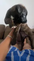 Amora