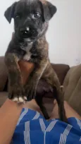 Amora