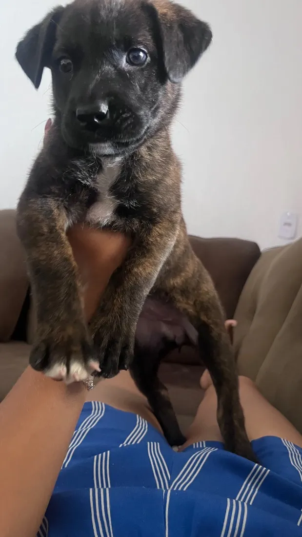 Cachorro raça SRD-ViraLata idade 2 a 6 meses nome Amora